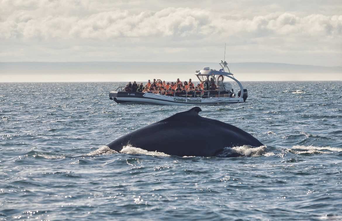 Le dos d'un rorqual à bosse qui fait surface devant un zodiac de Croisière Escoumins rempli de passagers