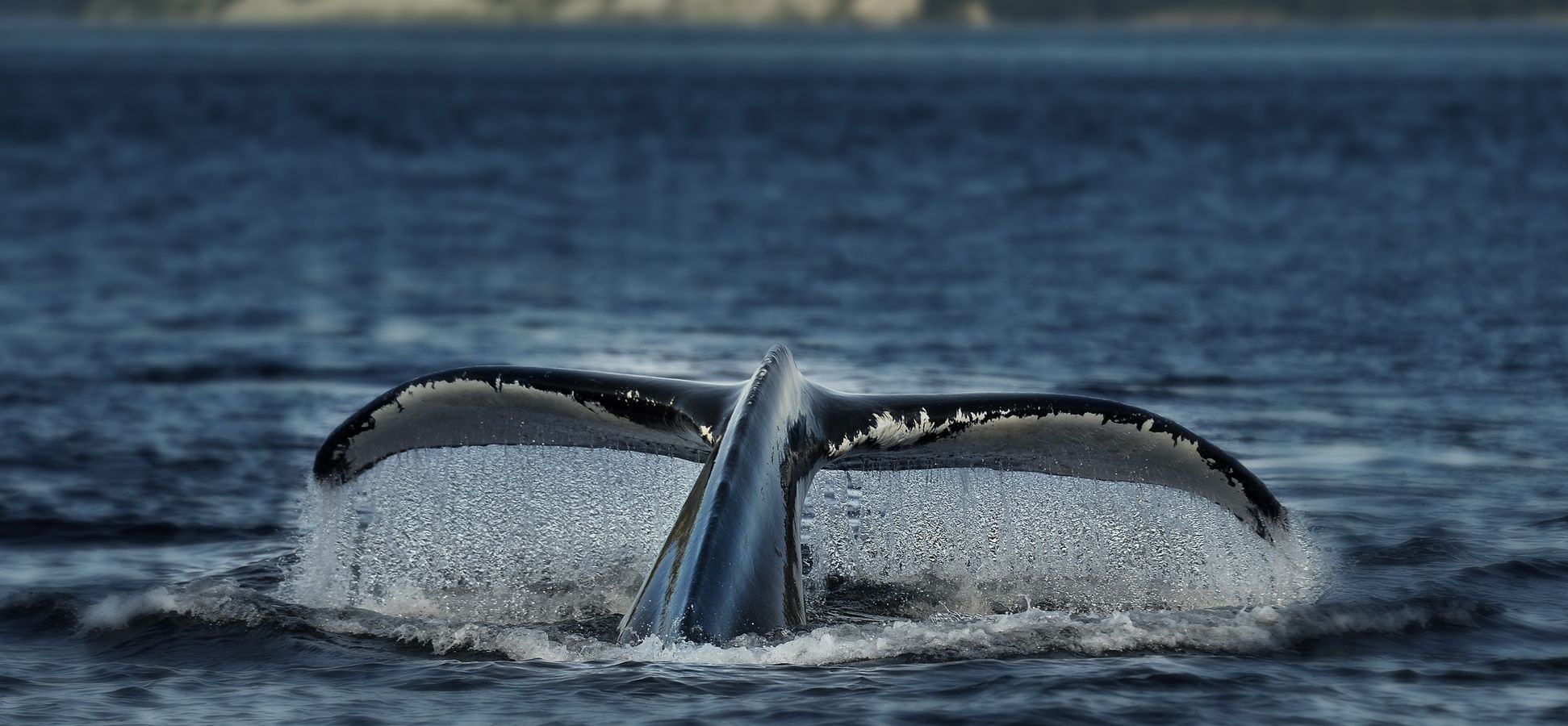 La queue d'un rorqual à bosse qui plonge, l'eau ruisselant des nageoires