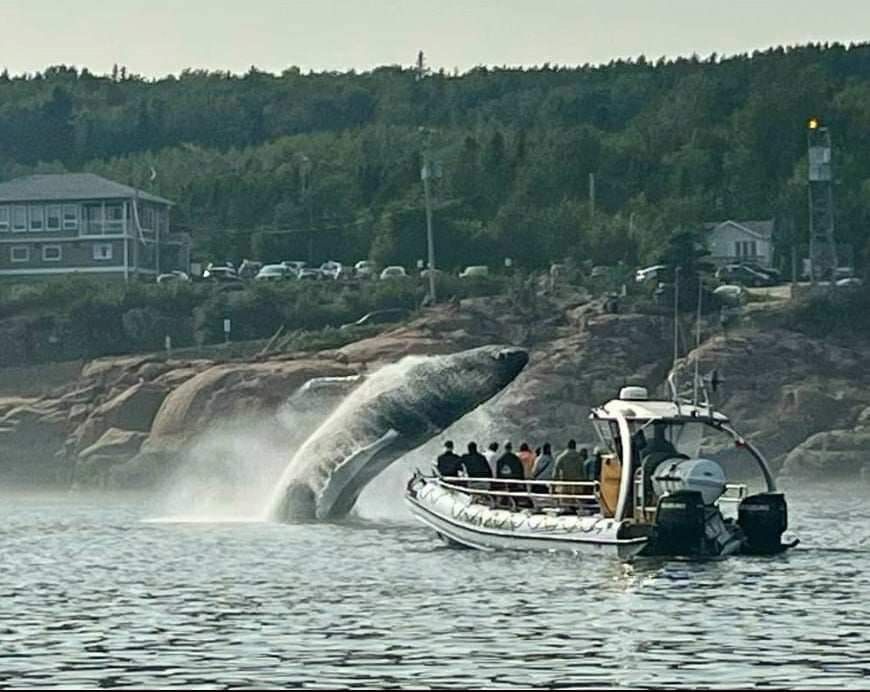 Un rorqual à bosse en plein saut, tout près d’un zodiac, devant la côte