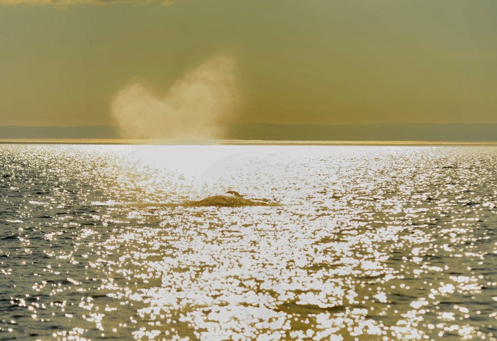 Le souffle d'une baleine au coucher du soleil, sur le fleuve doré