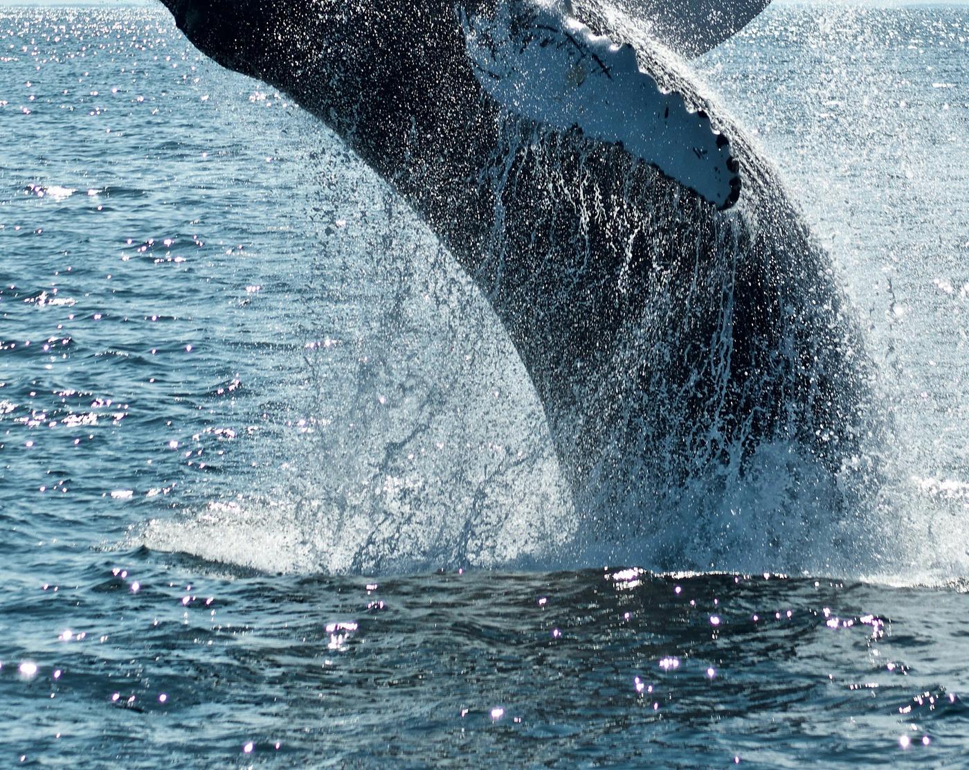 Un rorqual à bosse en plein saut, nageoire pectorale levée